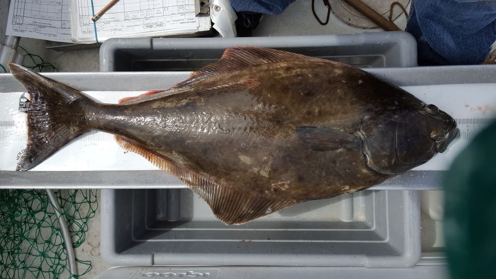 Image of halibut