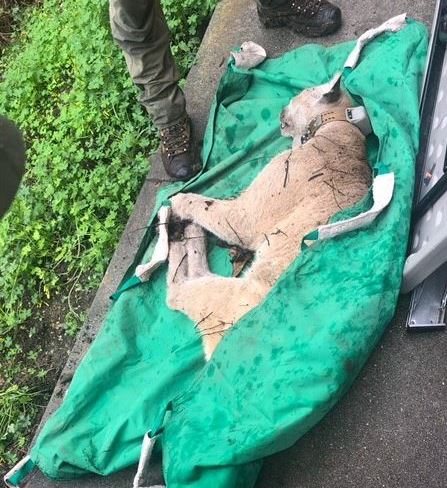 mountain lion prone on a tarp