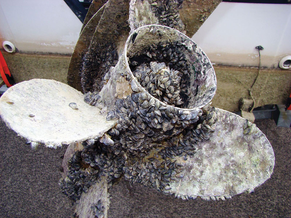 Invasive mussel on boat