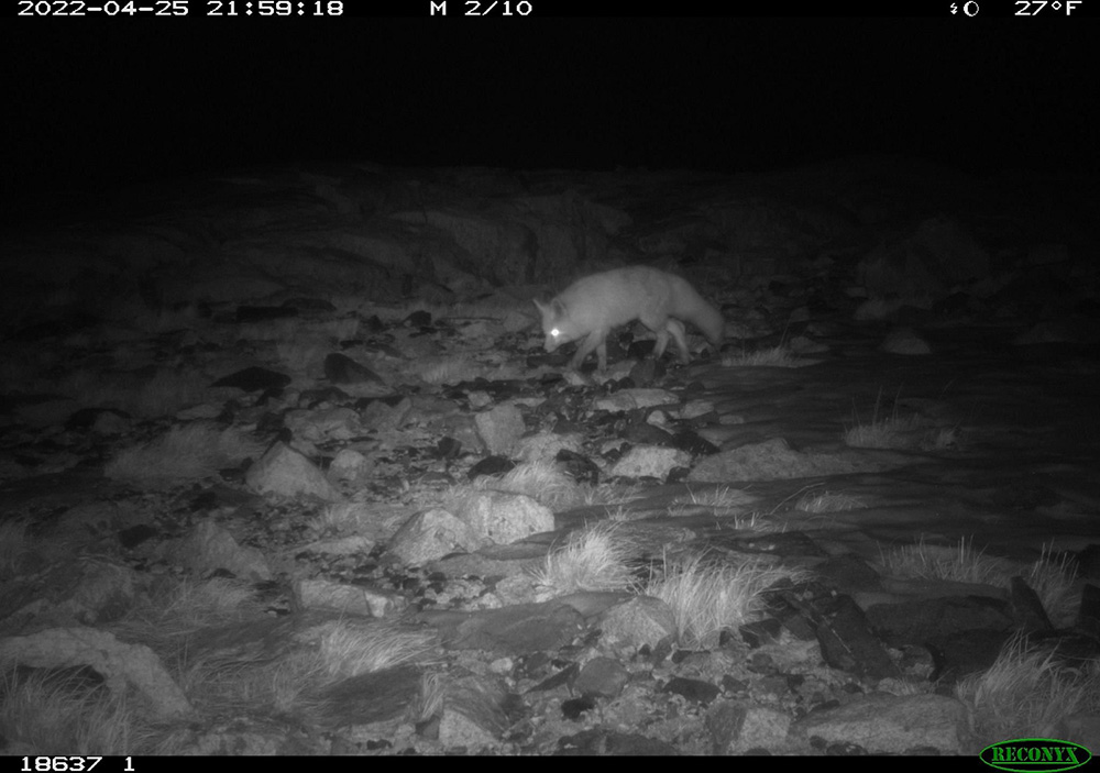 Sierra Nevada red fox at night near a camera station