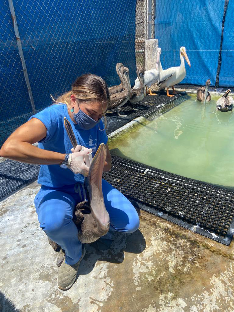 Sick pelican being treated