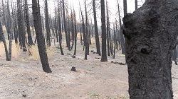 Burned trees, Slink Fire, Mono County