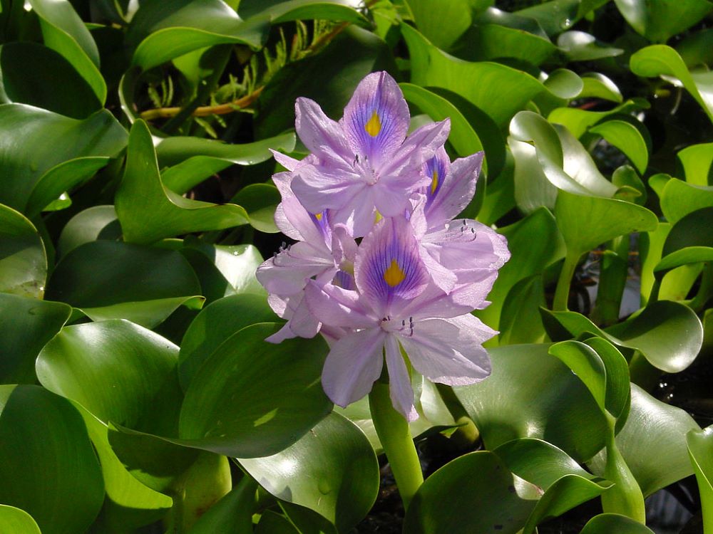 water hyacinth in natural environment
