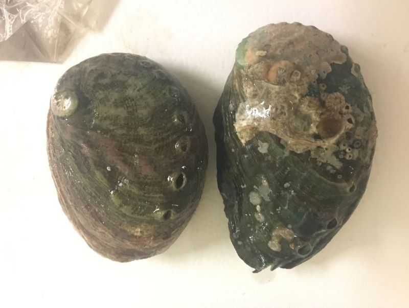 two abalone shells