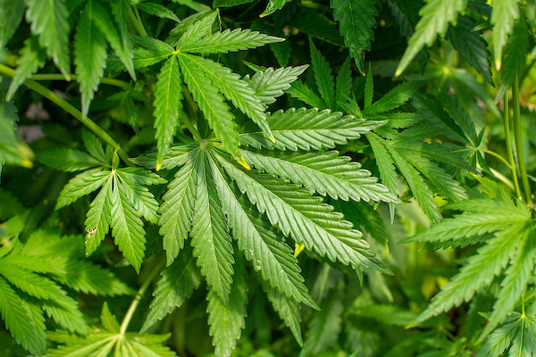 view of a cannabis leaf