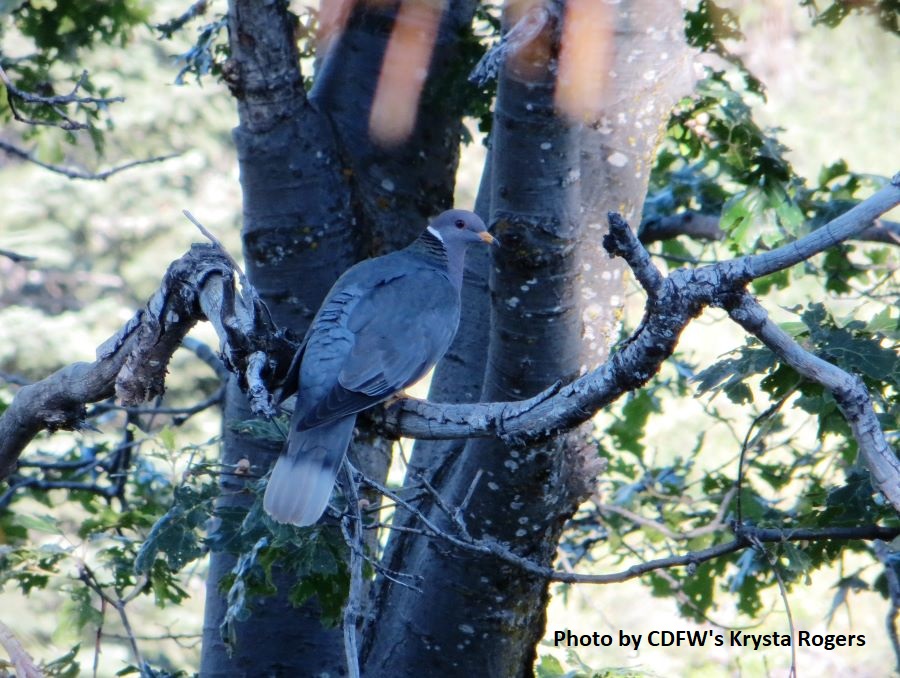 band-tailed pigeon in a tree