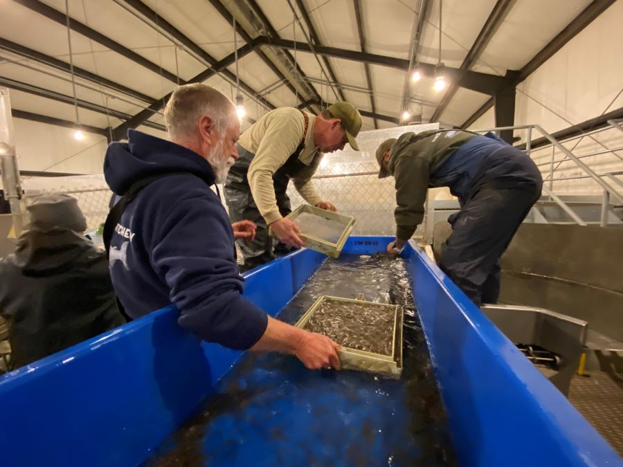 CDFW staff managing salmon fry in a hatchery