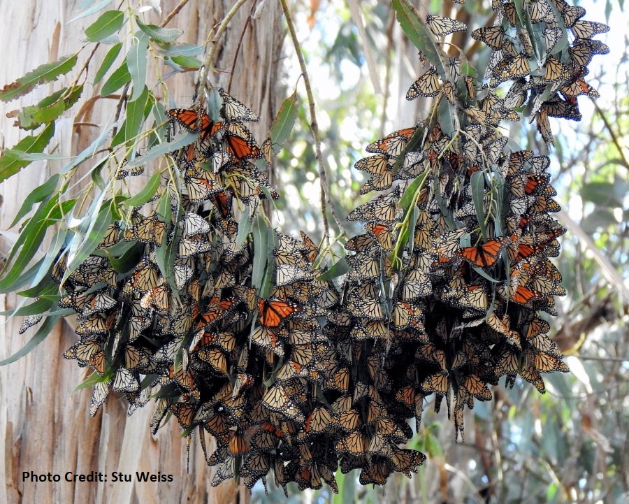 cluster of monarch butterflies overwintering in habitat