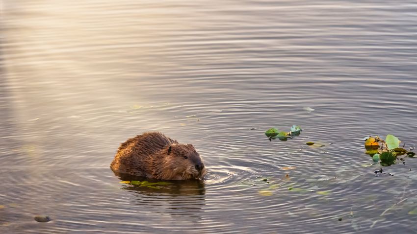 beaver sitting in water with sun reflecting on water