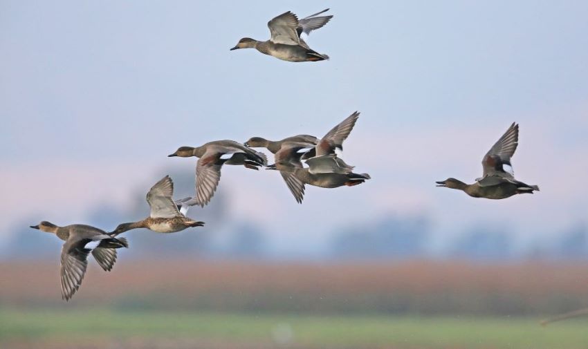 a group of waterfowl flying in the air