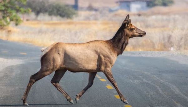 large hooved mammal crossing the street with brown vegetation in background
