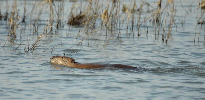 beaver swimming in natural habitat