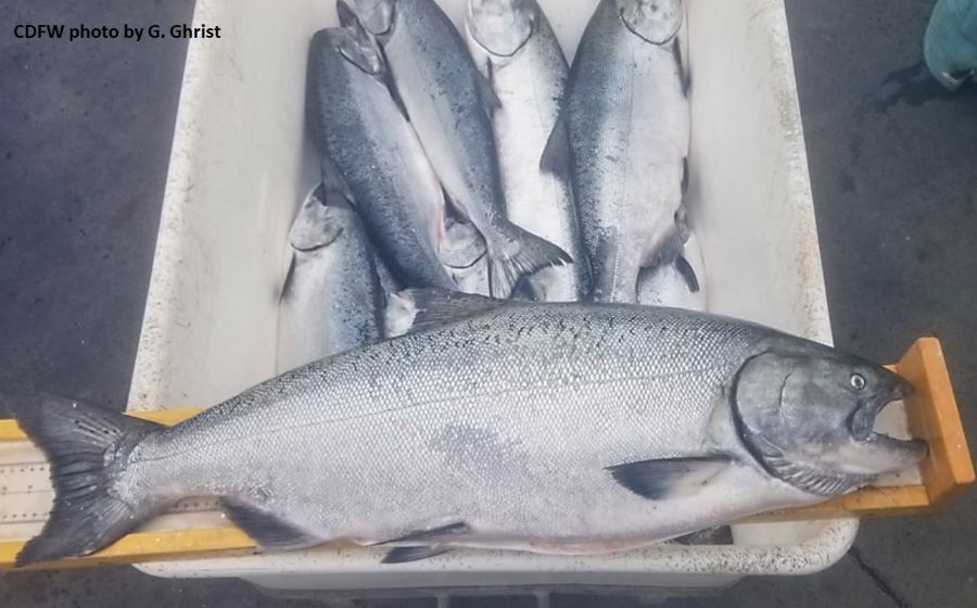 chinook salmon in a fishing bin