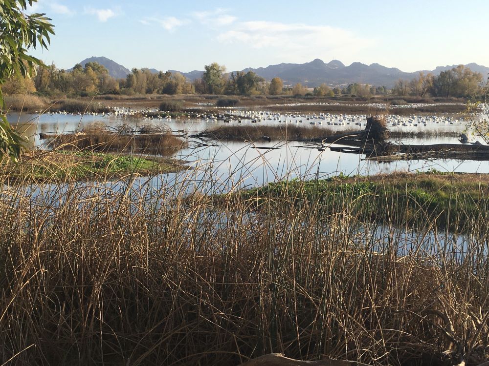 Wetlands and waterfowl at Gray Lodge Wildlife Area in Butte County, with Sutter Buttes mountain range in the distance.