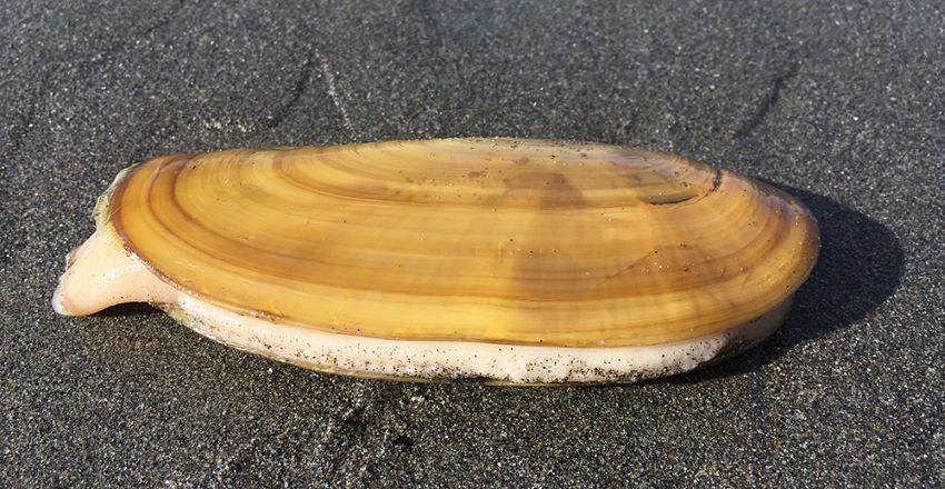 closeup photo of a single razor clam on a sandy beach