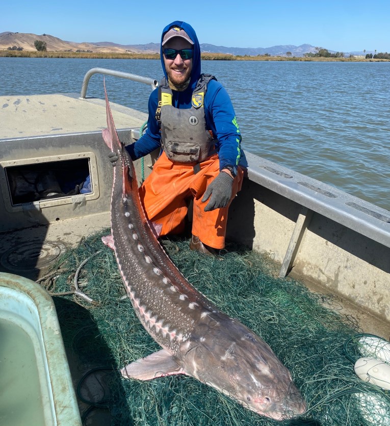 scientist holding tail of white sturgeon on deck of boat