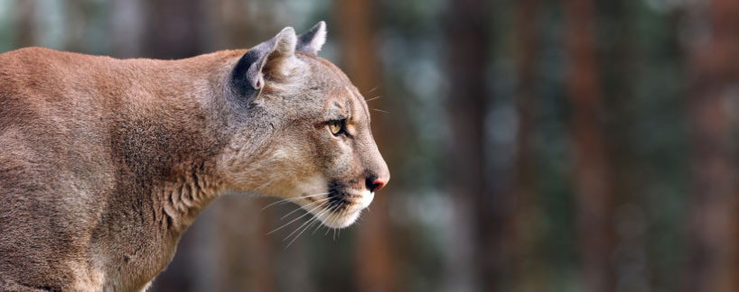 adult mountain lion profile