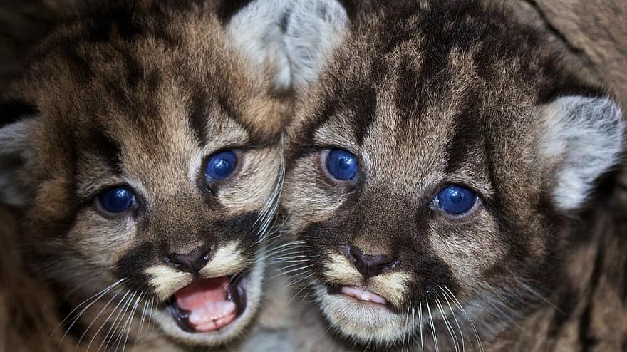 kittens