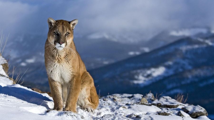 lion snow