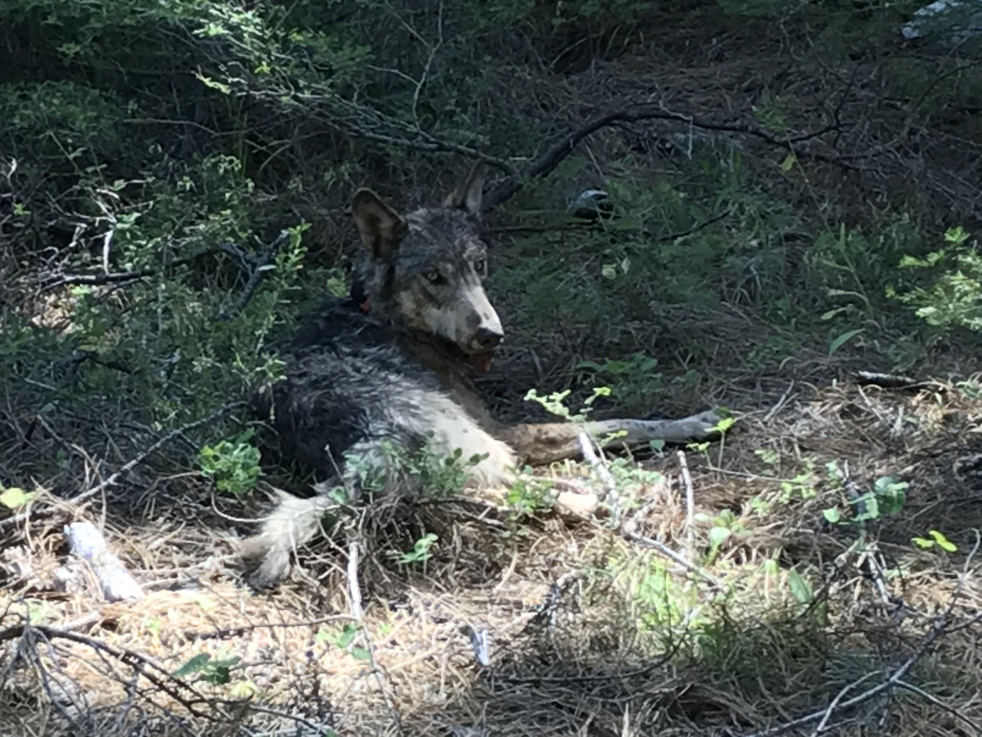Female gray wolf after being fitted with a satellite tracking collar