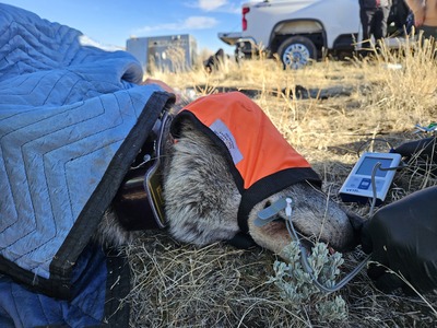 An immobilized wolf being monitored by CDFW biologists