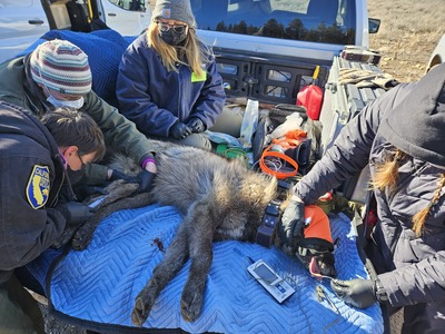 CDFW biologists monitor a captured gray wolf