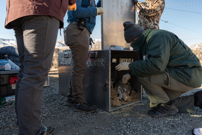 CDFW biologists monitor a captured gray wolf