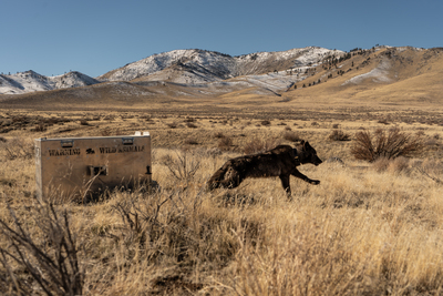 A wolf is released close to its capture location after being collared.