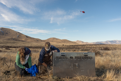 CDFW biologists monitor a captured gray wolf