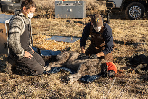 CDFW biologists monitor a captured gray wolf