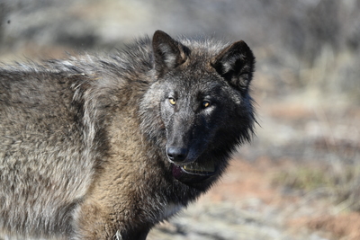 BEY01F, a female born in the 2023 litter of the Beyem Seyo pack after being released close to where she was captured with a new collar