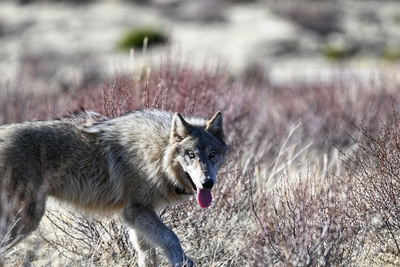 A gray wolf after it's post-capture release back to its pack area.