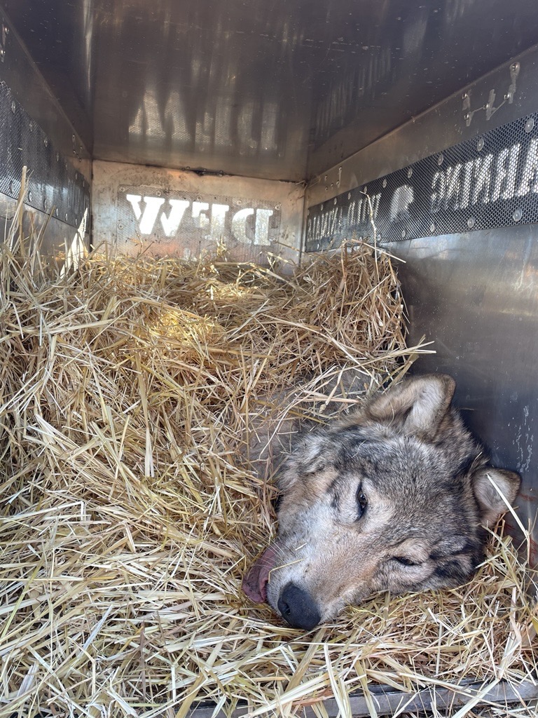 WHA01F, the breeding female of the Whaleback pack is laid in a straw-lined crate to safely wake up from anesthesia. She was safely released with her daughter, WHA29F close to where they were captured