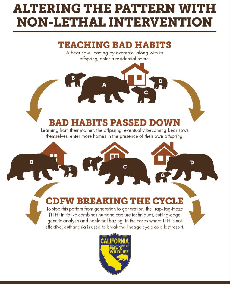 Graphic illustrating family relations in bear conflict activity.