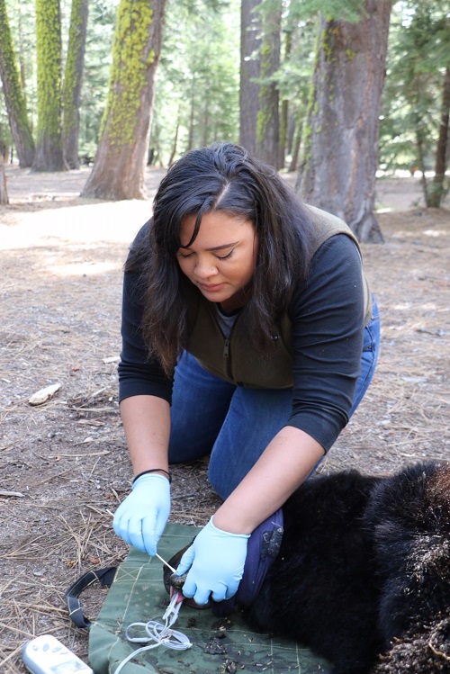scientist bent over immobilized black bear