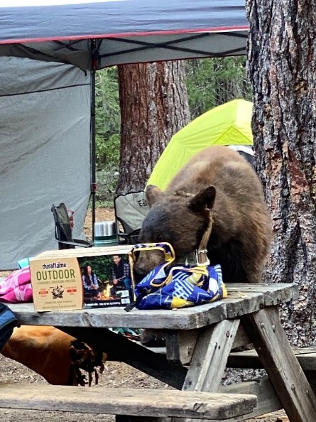 Bear 717 raids a campground picnic table.