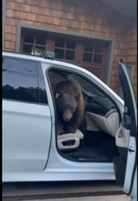 bear inside vehicle