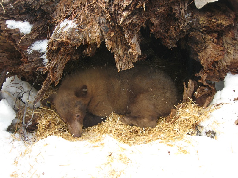 A smallish, yearling black bear curls up inside a den consisting of a downed tree.