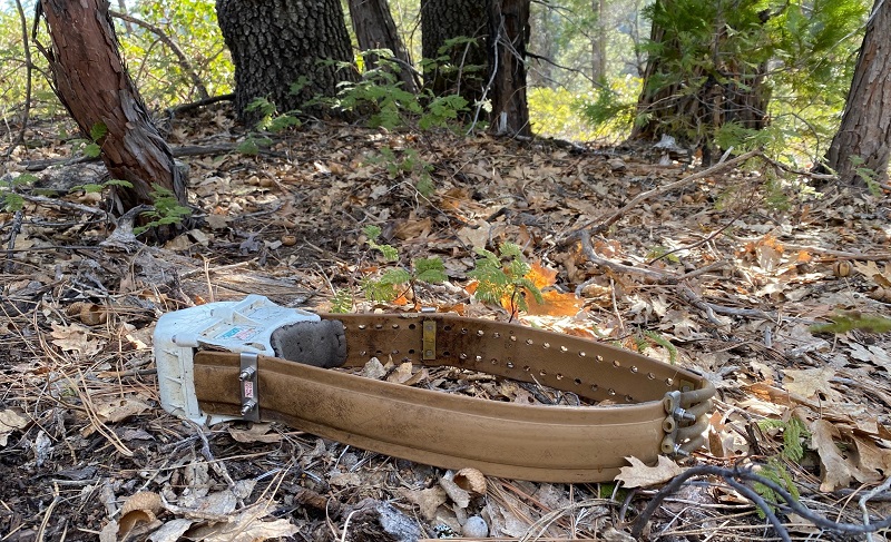 A GPS tracking collar sits  on the forest floor where it apparently came off the Kings Beach Bear.