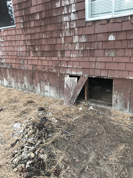 South Lake Tahoe home in need of securing and boarding up a crawl space underneath the house. Openings such as these can allow black bears to enter and den up for the winter.