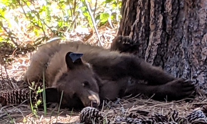 A black bear lies on the ground next to a tree in the Tahoe Basin after release into the wild.