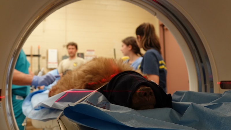 A young black bear displaying neurological abnormalities, including a prominent head tilt, undergoes a CT scan at UC Davis in 2019. The bear is sedated and blindfolded as it undergoes the scanning procedure as veterinarians and other staff look on.