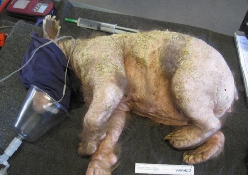 A young black bear with a skin condition receives veterinary treatment from CDFW.