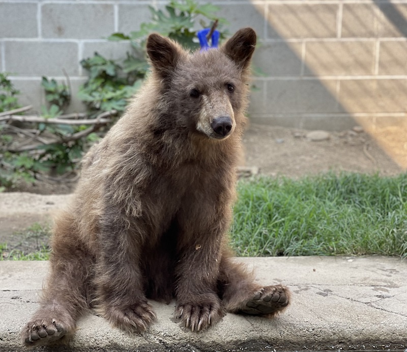 Olive, a light-colored black bear, looks out from her enclosure at the Folsom Zoo Sanctuary in Sacramento County.