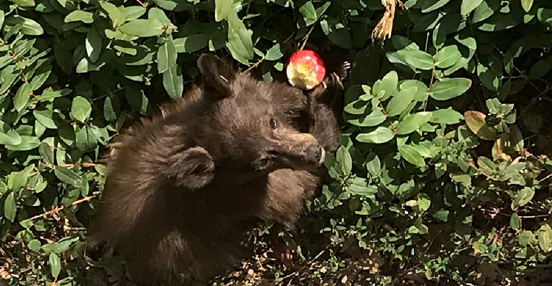 A small, young black bear eats a red apple in a Pollock Pines backyard.