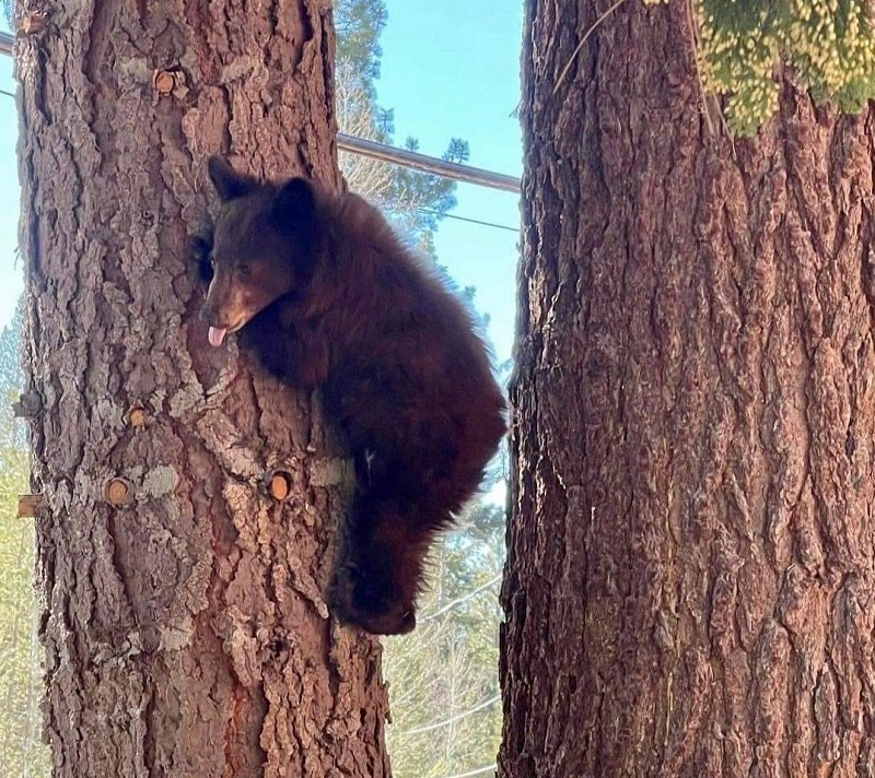 bear cub clinging to tree trunk