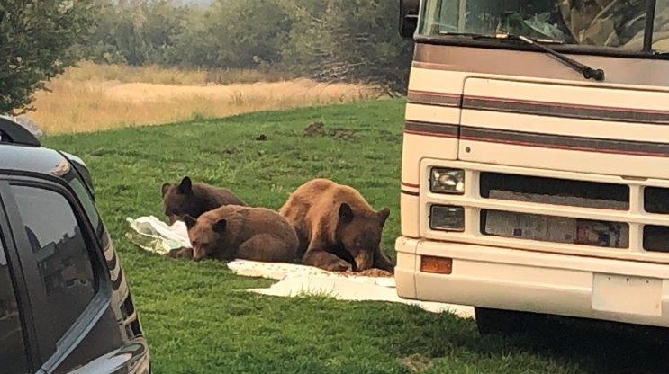Three black bears feast upon raided pet food they took from an RV after breaking in while South Lake Tahoe was under evacuation as a result of the Caldor Fire.