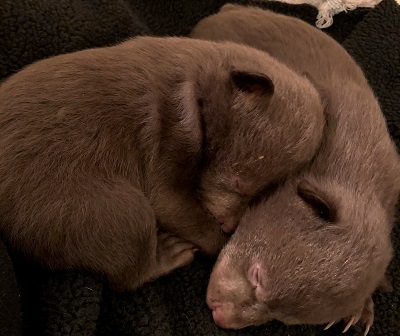 Two tiny bear cubs curl up together after their recovery by CDFW.