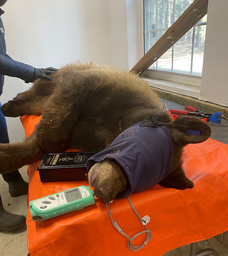 A tranquilized male bear lies on a gurney, blindfolded, as its vital signs are monitored at Lake Tahoe Wildlife Care.