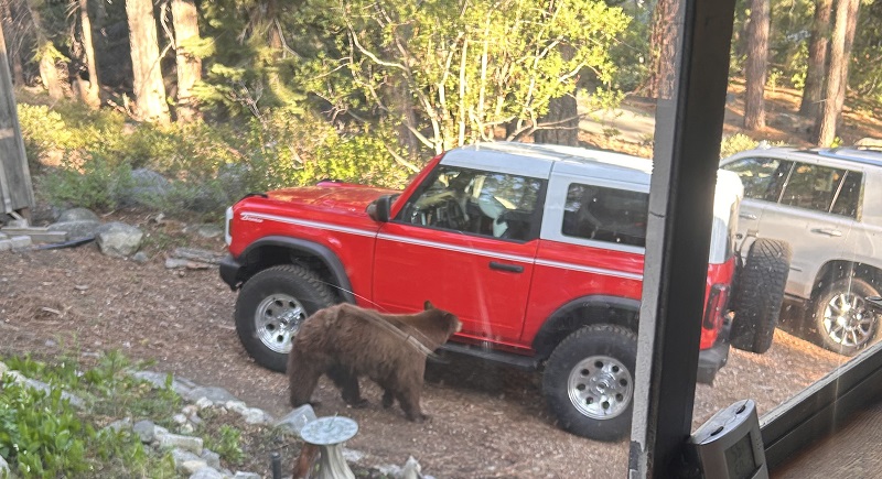 A female bear with a long history of conflicts scans vehicles for food inside.